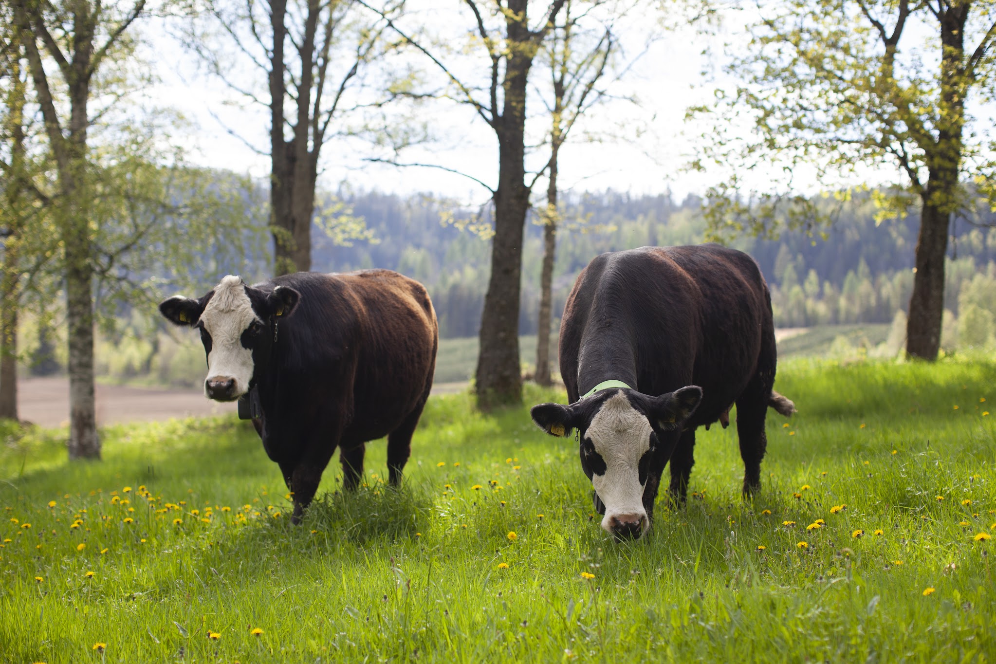 Animals grazing with nofence