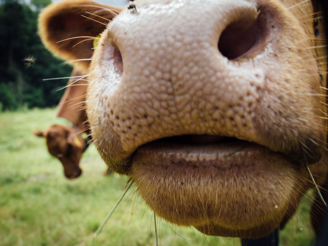 Cow with collar