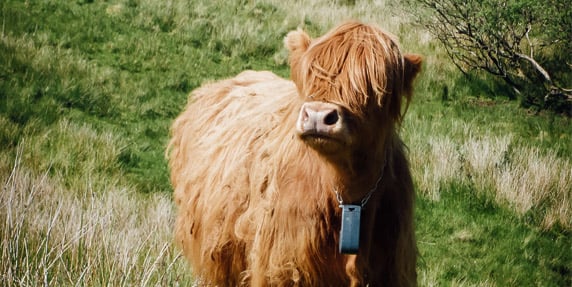 Cow with Nofence-collar
