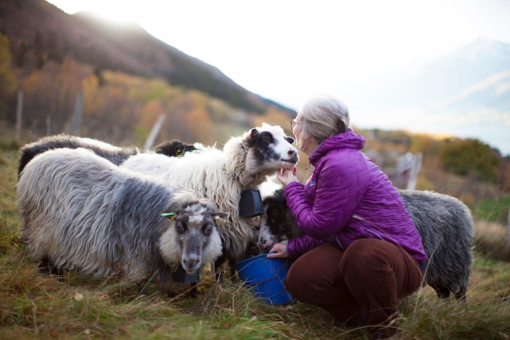 Sheep with nofence virtual fencing system