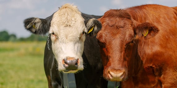 Cattle with Nofence collars