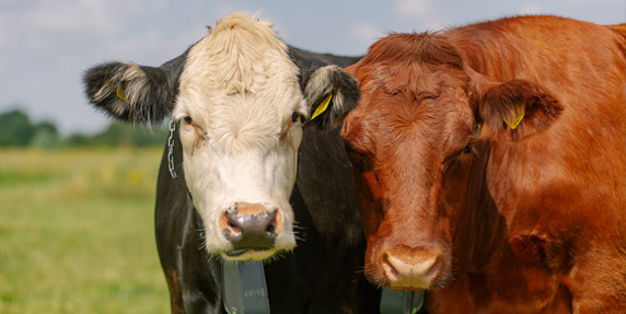 Cattle with nofence virtual fencing technology