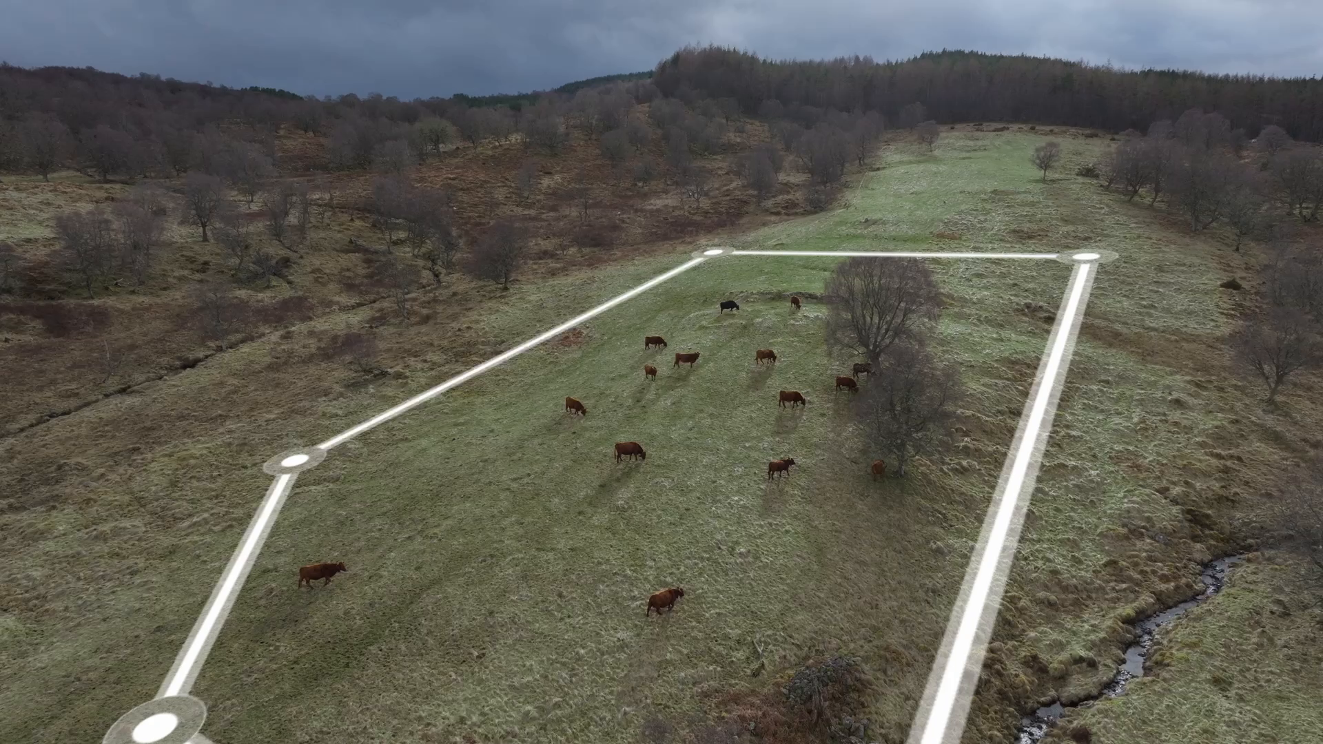UK_David-Girvan_Herd-Aerial