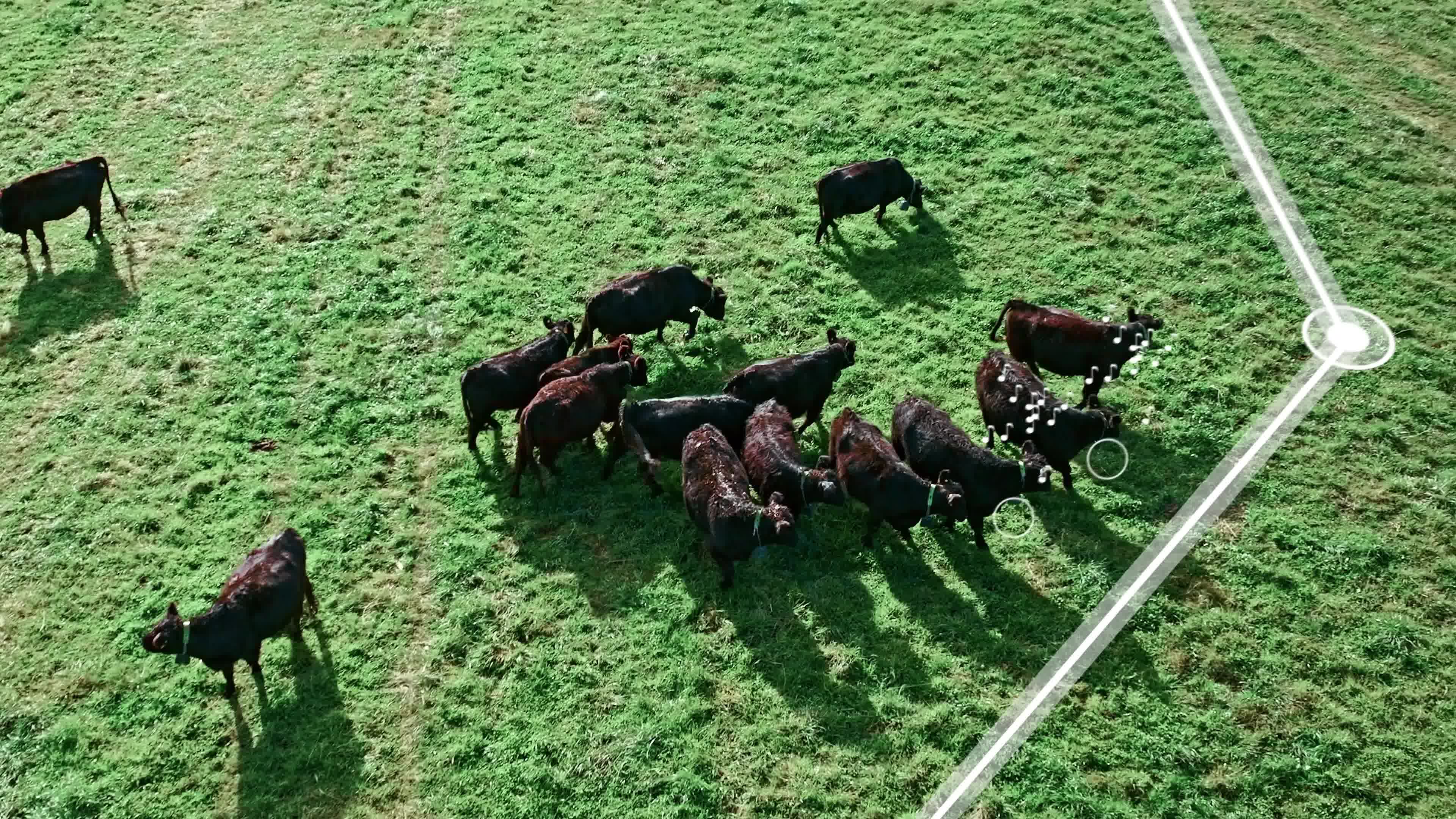 US_Winona_Cows-turning_W-VF