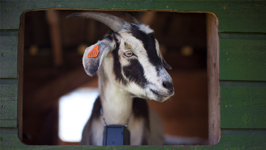 shock collars for goats