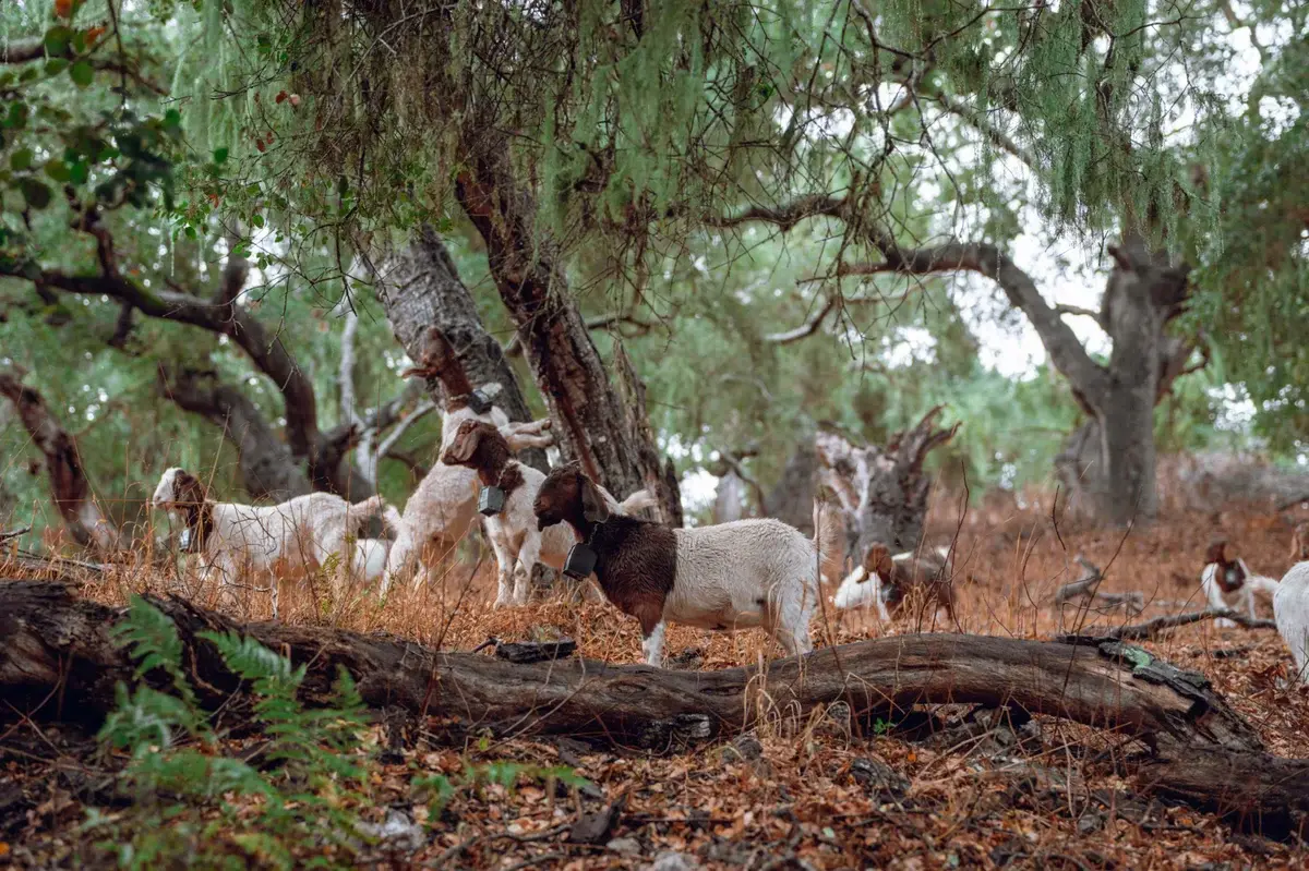 lompoc_goats_tree